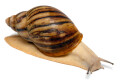 Archachatina marginata ovum typ 1 leucistic adult